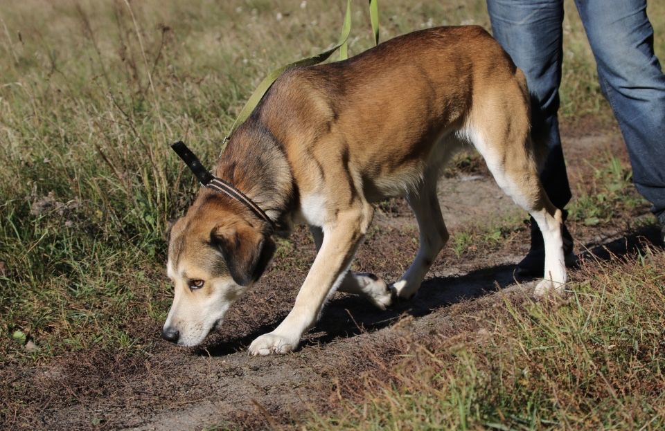 Yolo - piekny pies do adopcji TRANSPORT