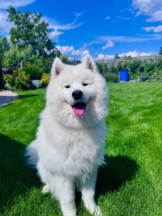 Samoyed - Suczka