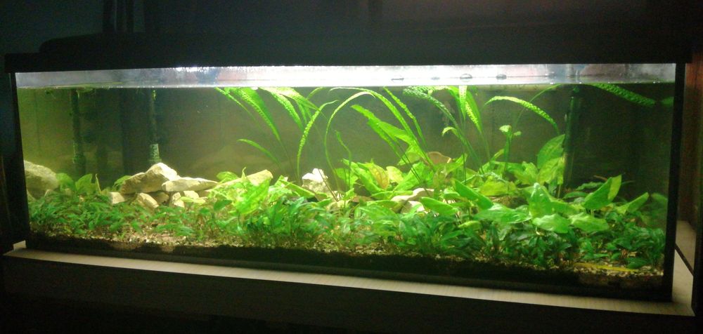 AKWARIUM 240 l, filtr, grzałka, pokrywa i inne. 120 x 50 x 40h