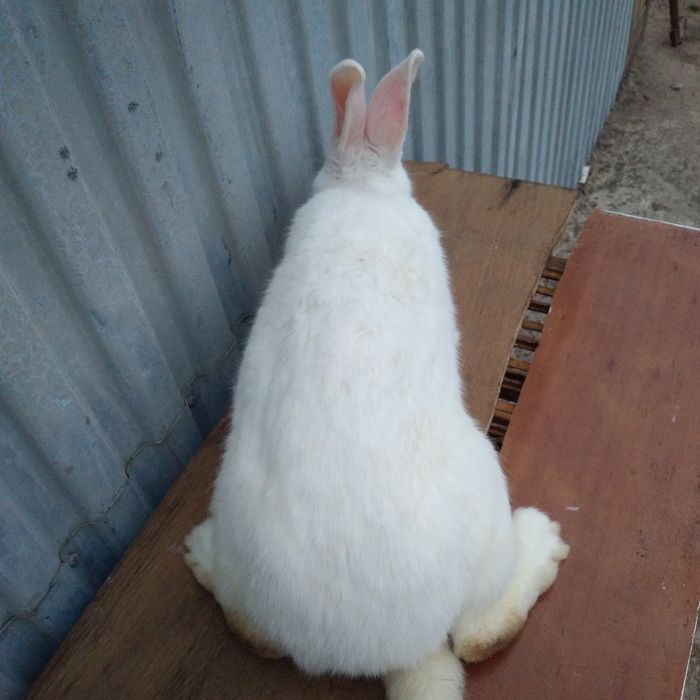 Sprzedam samiczki termondzkie czysta rasa