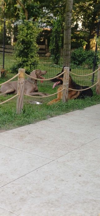 Hotel dla psów , zwierząt ,opieka nad psem Częstochowa Wieluń