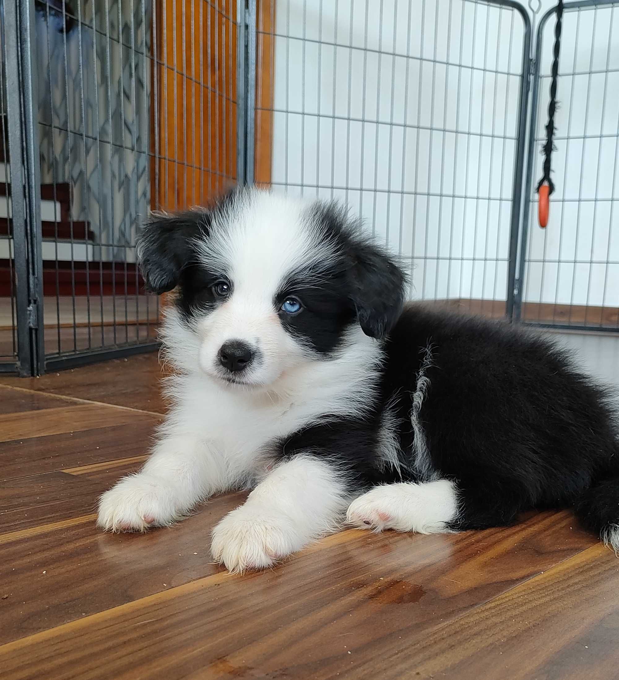 Border Collie -suczka ZKwP/FCI