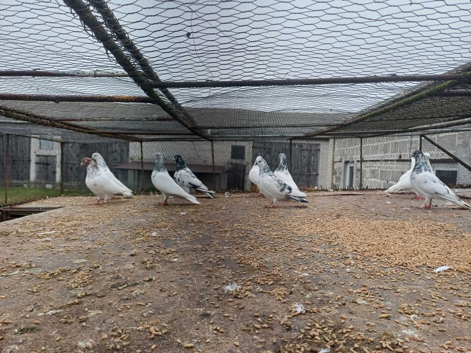 Gołebie lotne peszty