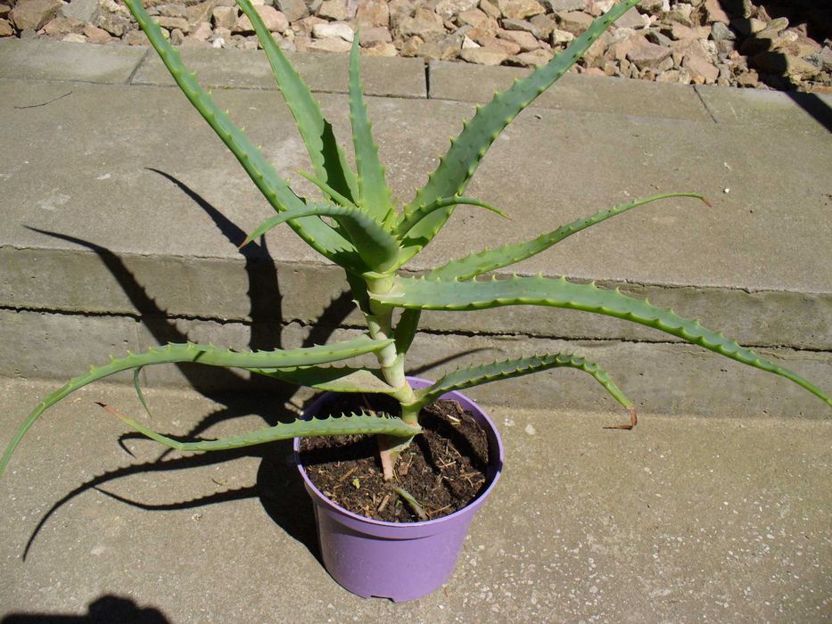 Aloes w doniczce 50 cm