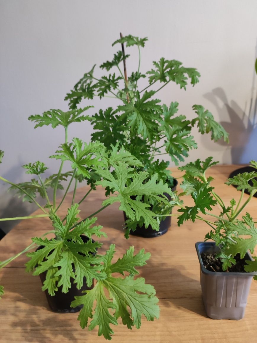 Kwiatki geranium.