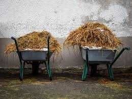 obornik konski na słomie