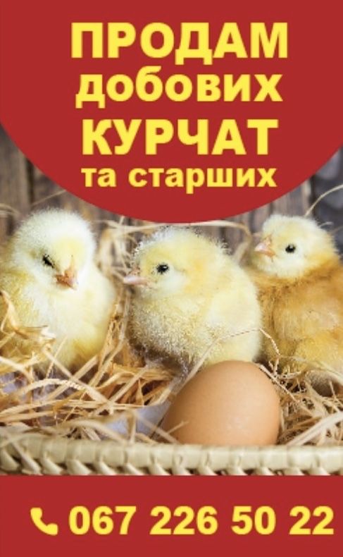 продам курчат добових та старших