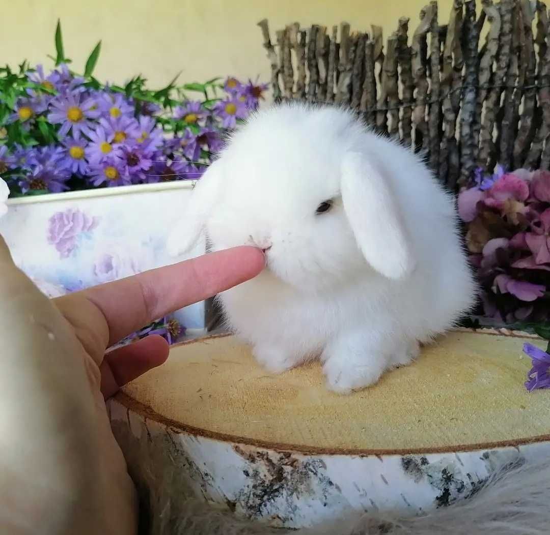 Coelhos anões orelhudos, mini lop super inteligentes e dóceis