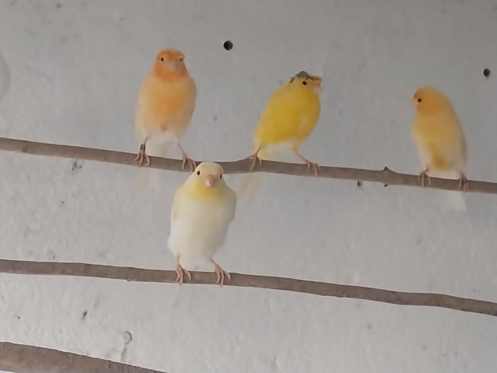 Canarios machos e fêmeas