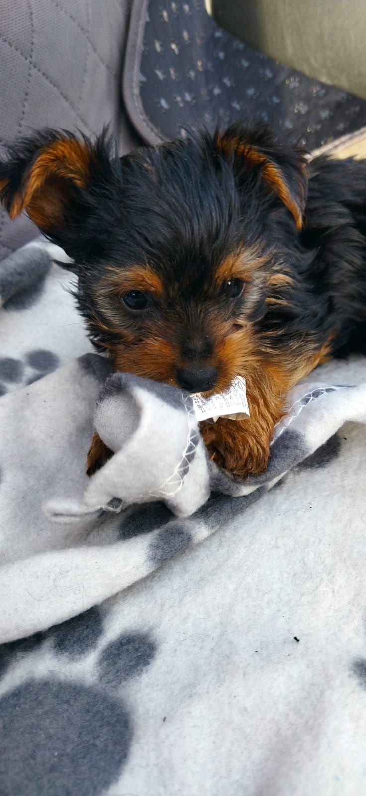 Yorkshire Terrier.