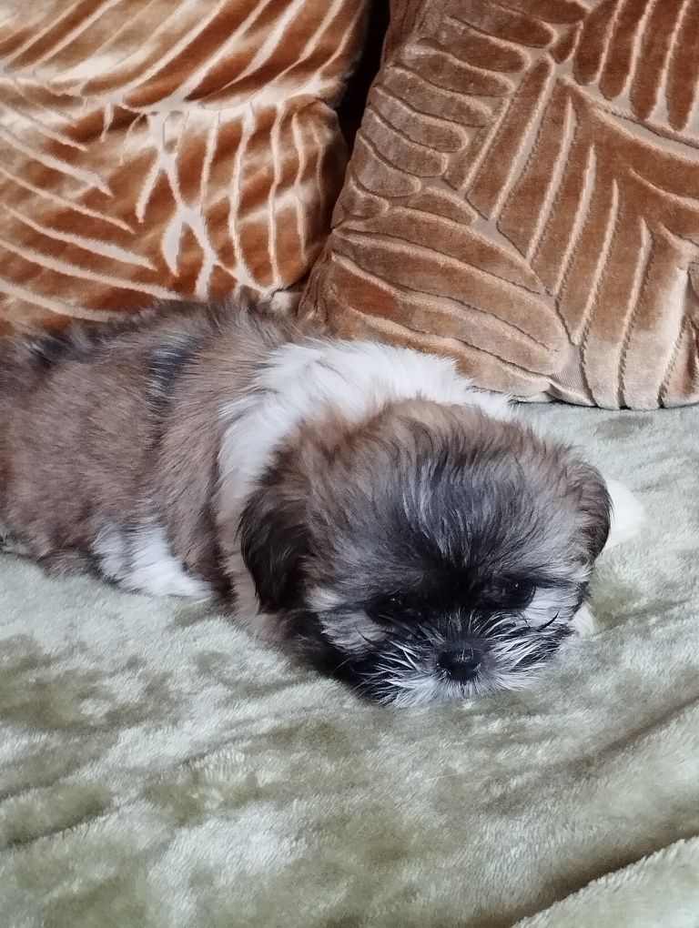 Shih TZU szczeniaczki do odbioru