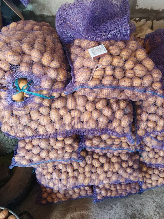 Продам картоплю сенсейшн