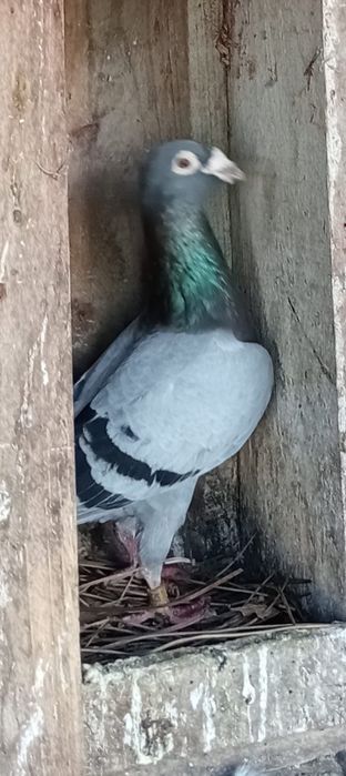 • Pombos Correios •