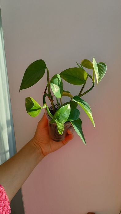 Епіпремнум золотистий