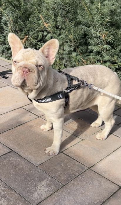 Девочка биг роп в редком окрасе