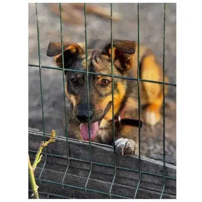 Эля, собака ищет дом