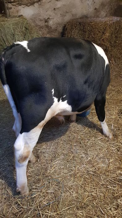 Byczek odsadek do opasu SM