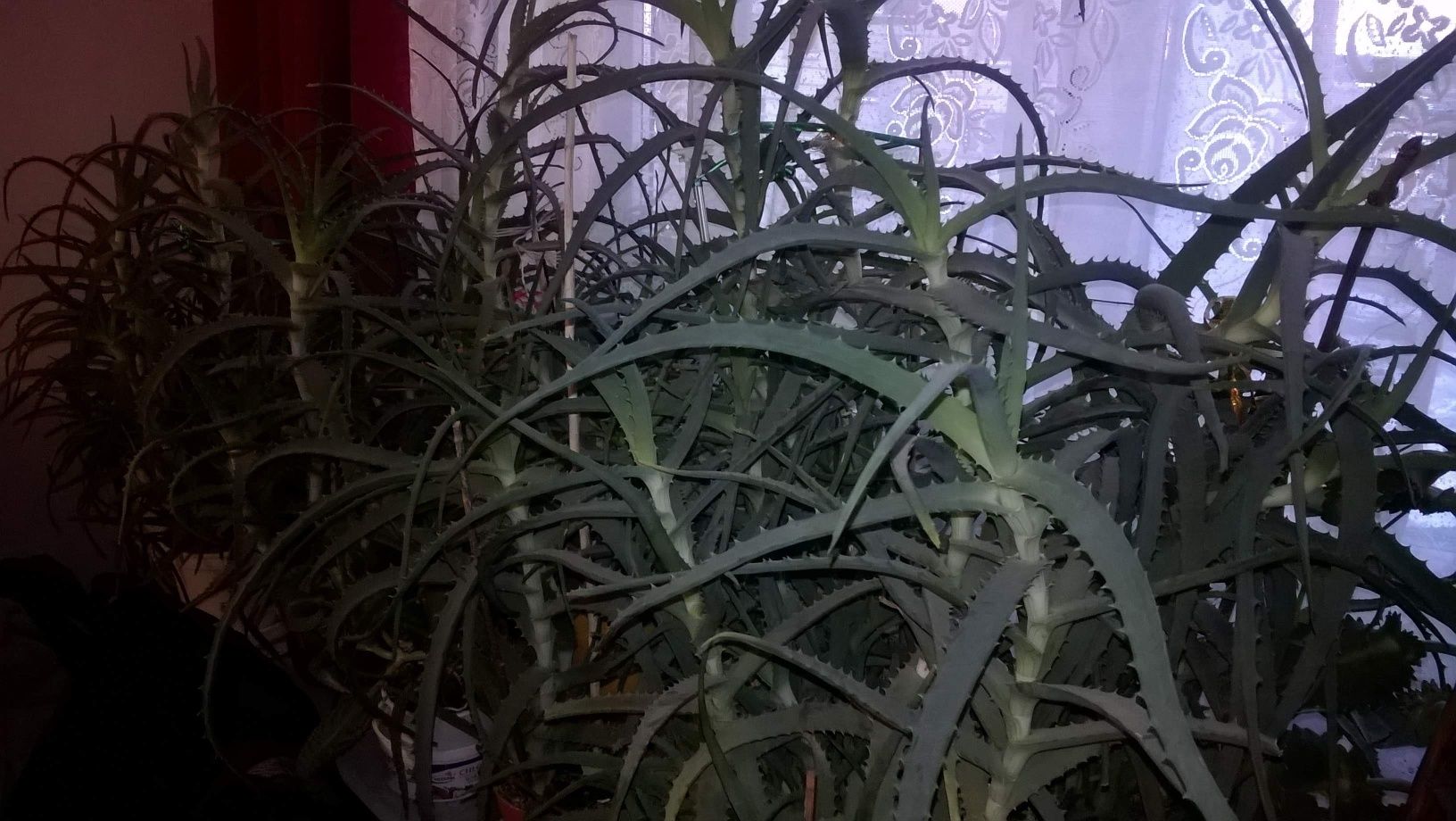 Aloes i żyworódka roślina doniczkowa