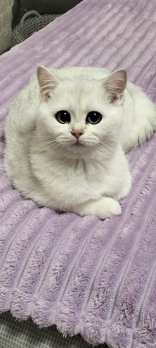 Серебриста шиншила хлопчик