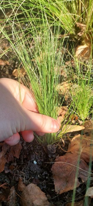 Trawa stipa pony tails ponad 40 szt