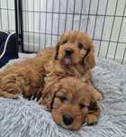 Suczka Cavapoo f1 Cavalier & Pudel