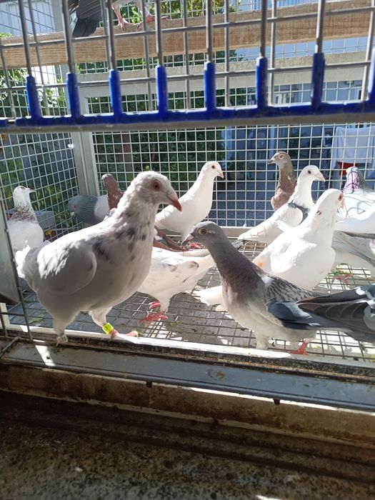 Pombos correios linha antiga