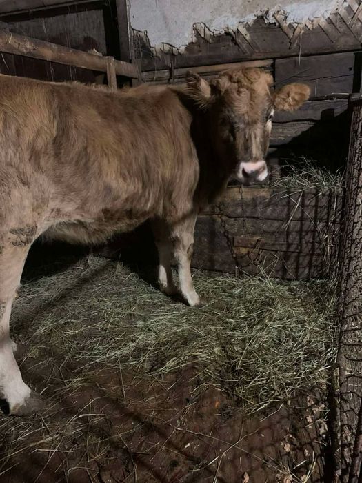 Продам телику ціна договірна