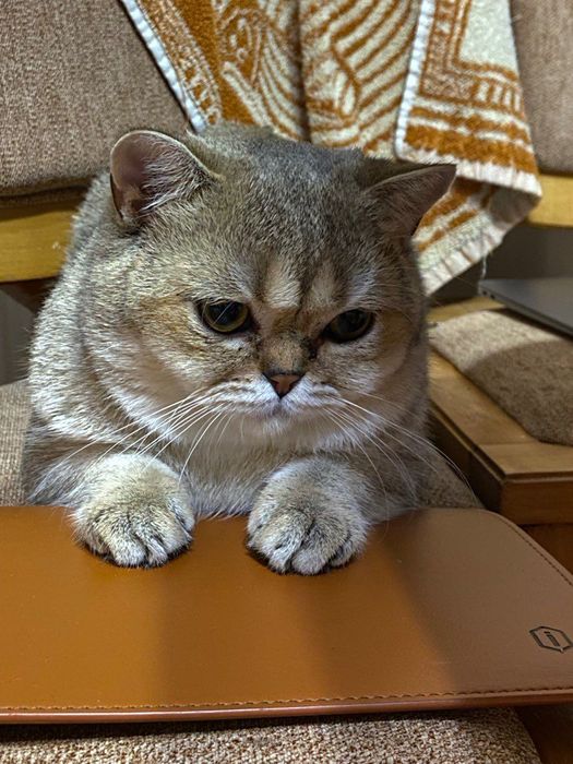 Котик золотиста шиншила на вʼязку (Закарпатська обл)