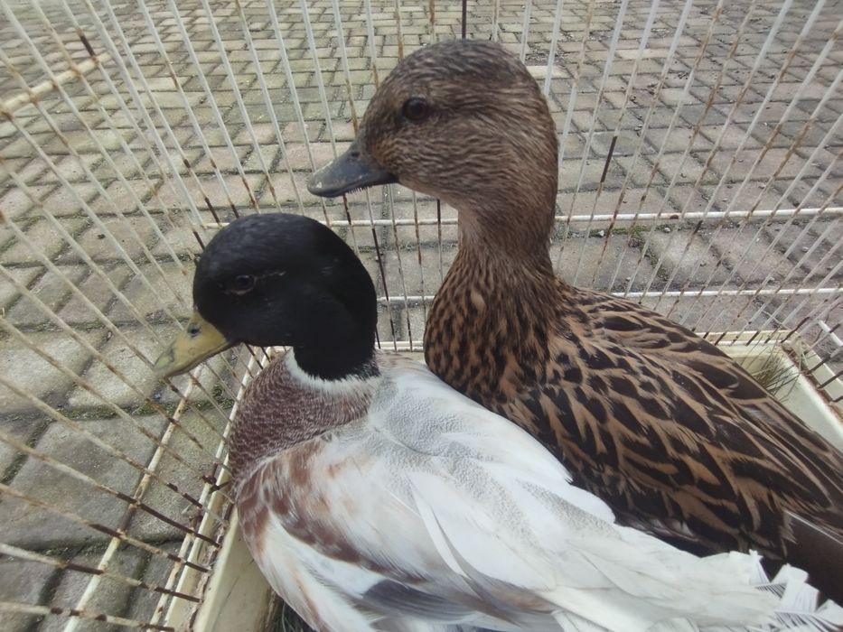 Para kaczek ozdobnych