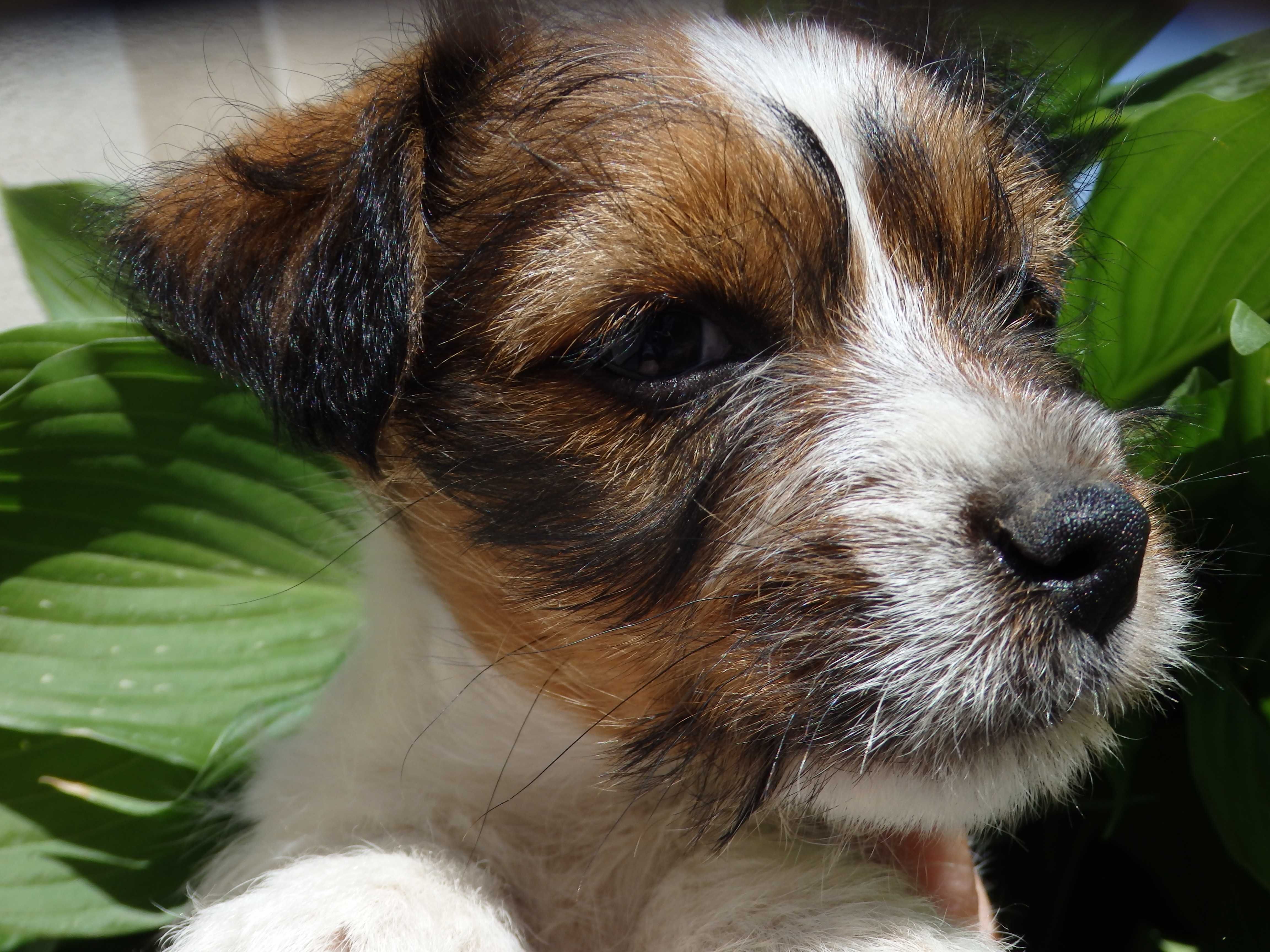 Jack Russell Terrier szorstkowłosy piesek #MATRIX Smartie Jacks# MALE