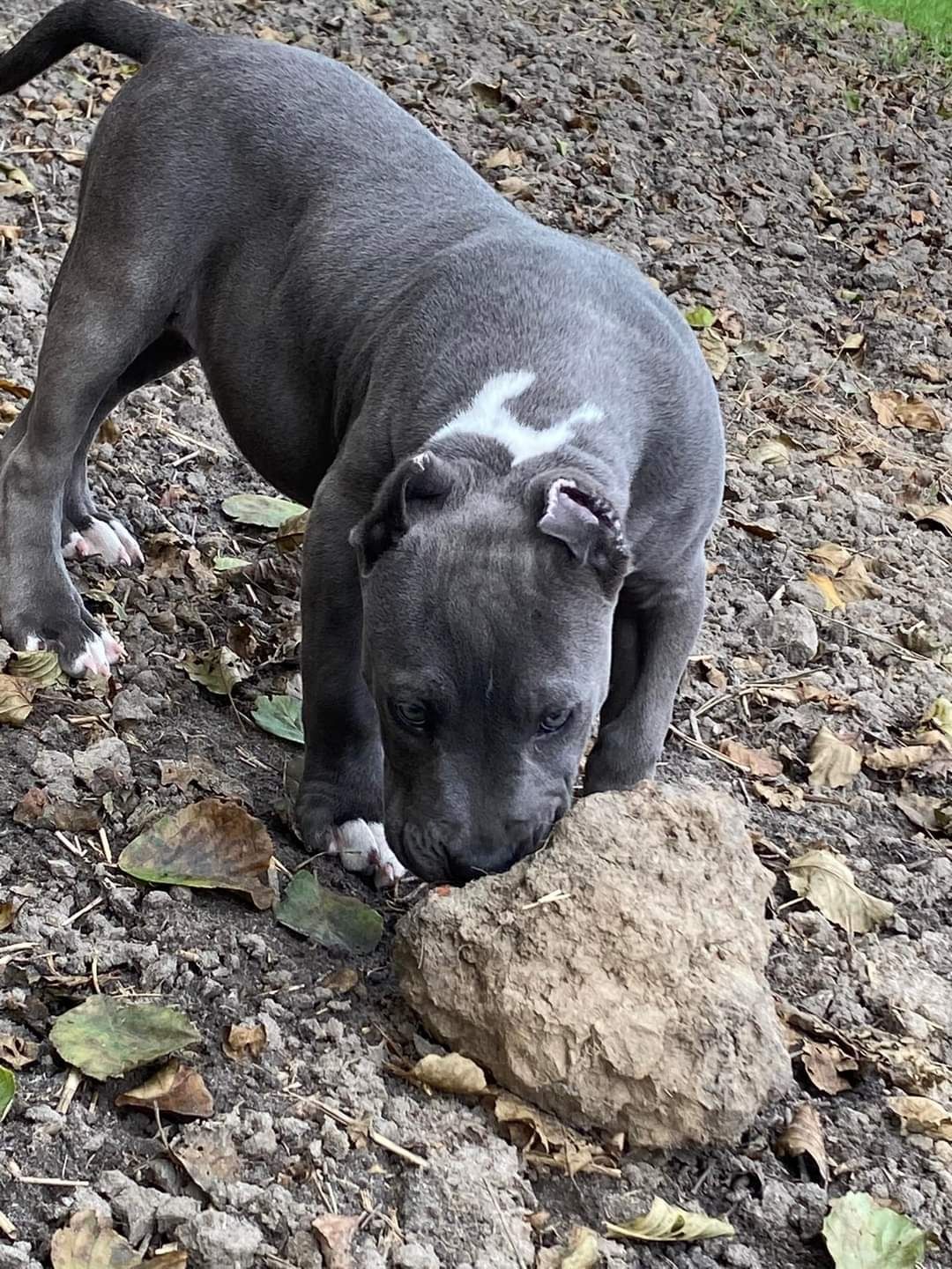 American staffordshire terrier