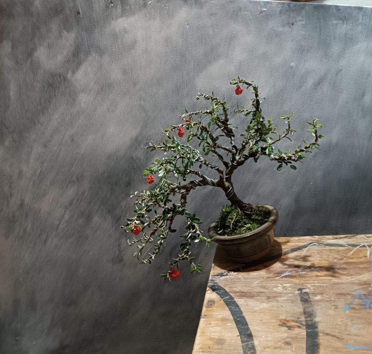 Bonsai Cotoneaster