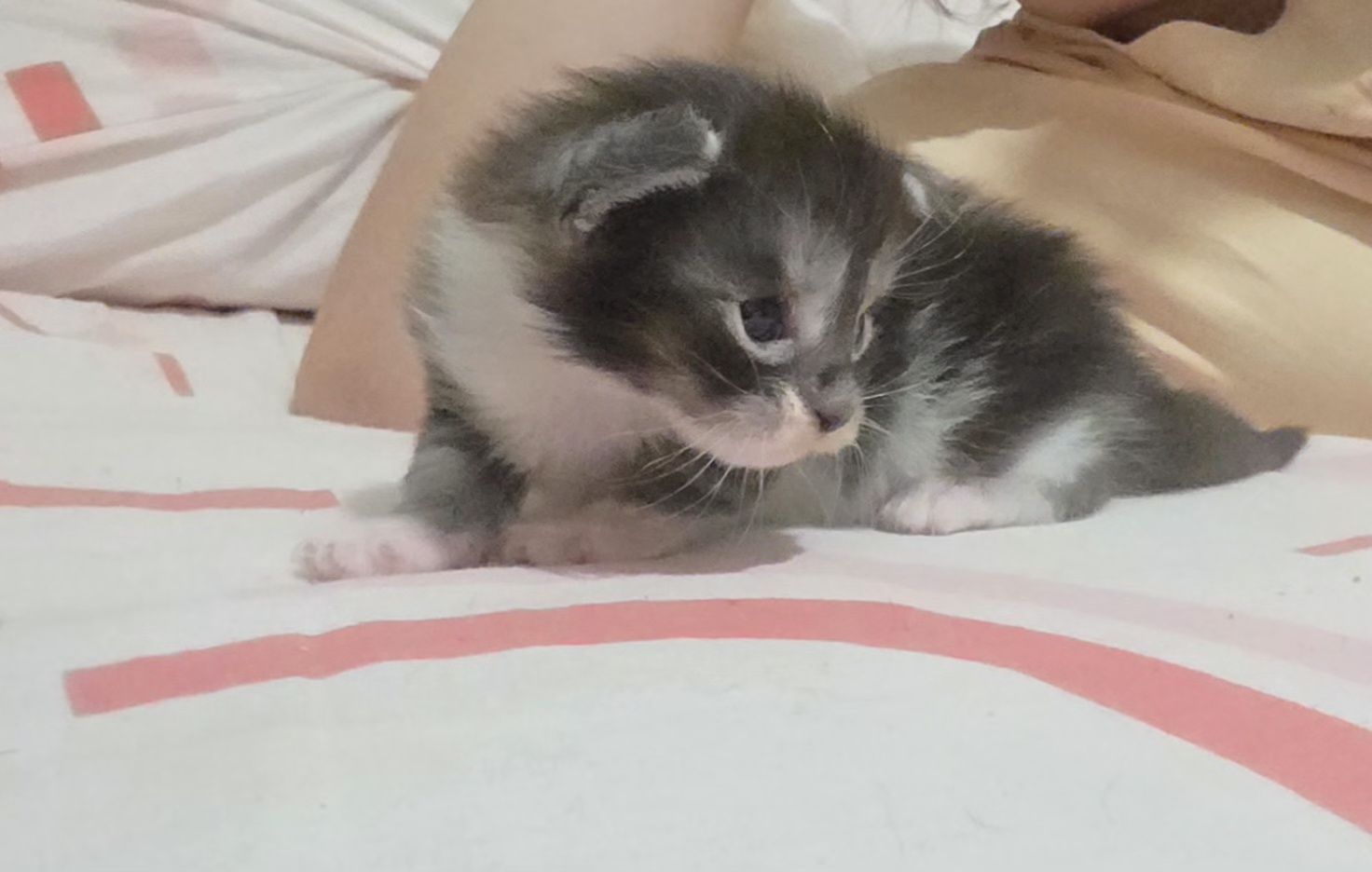 Main coon bebe puro