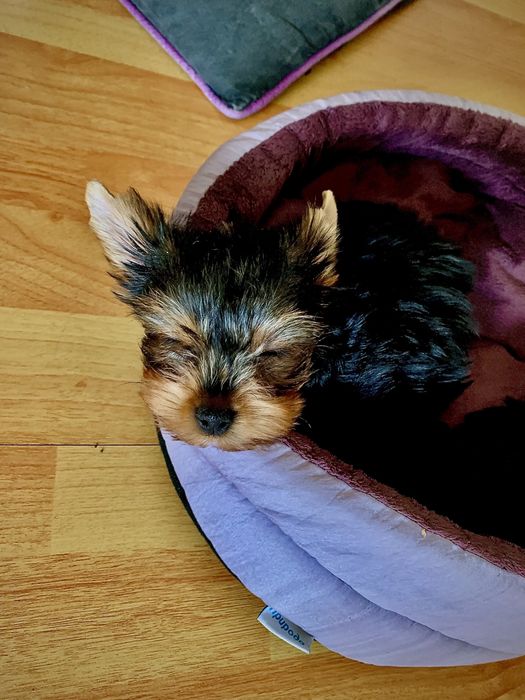 Йоркширский терьер