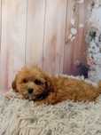 Piesek Maltipoo F1 b