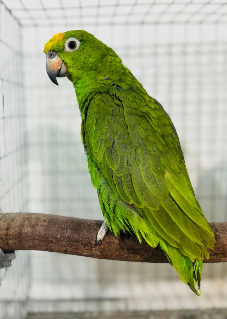 Amazonas ochrocephalos femea