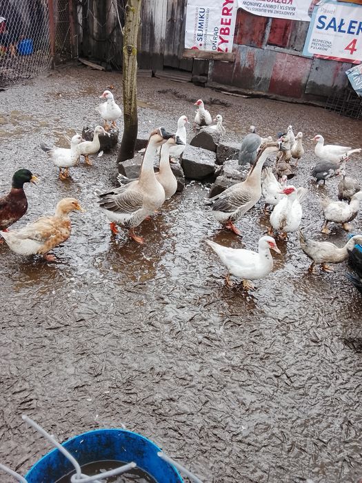 Kaczki kaczory gęsi i perliczki