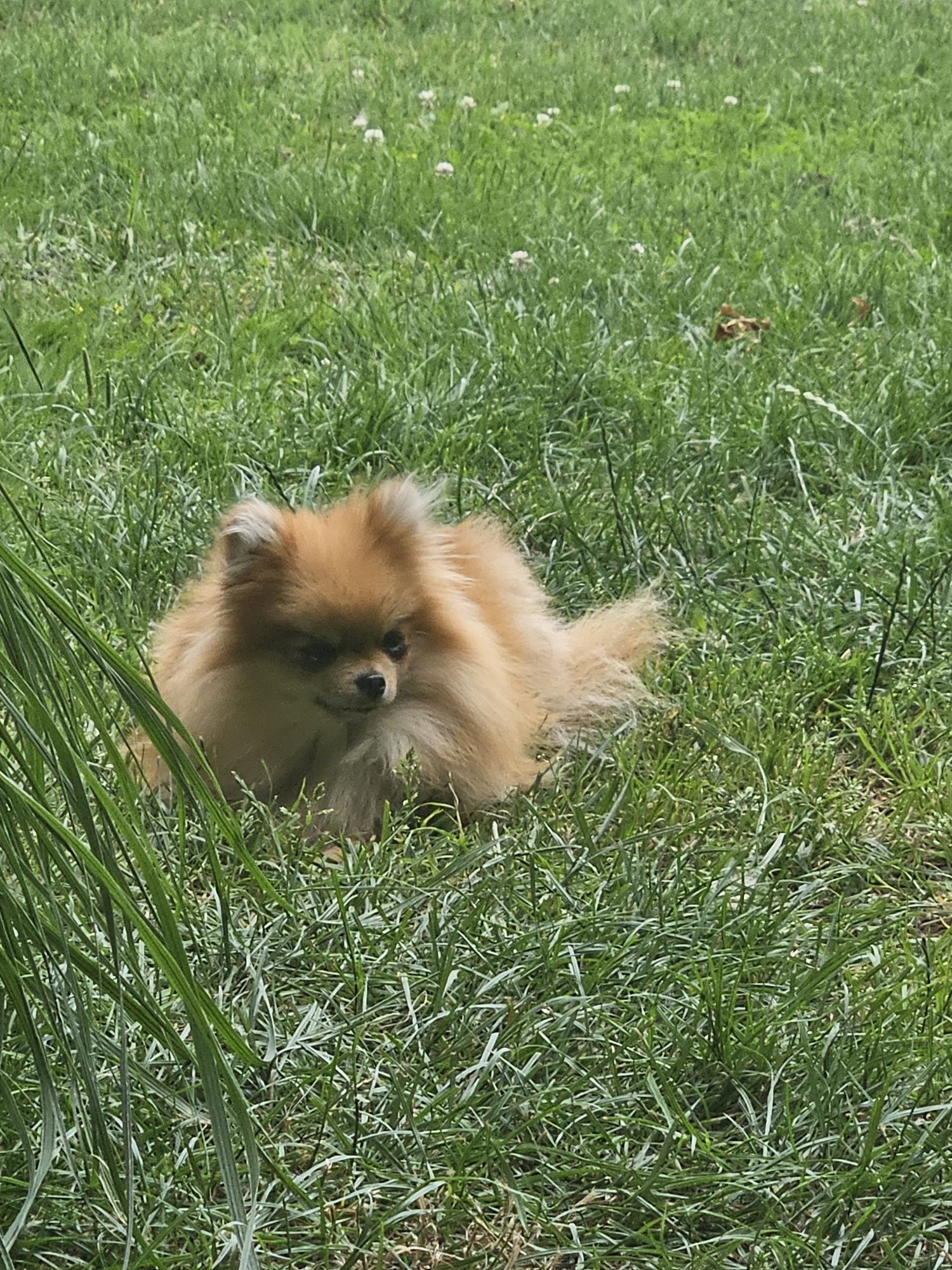 Pomeranian tyci czarna suczka