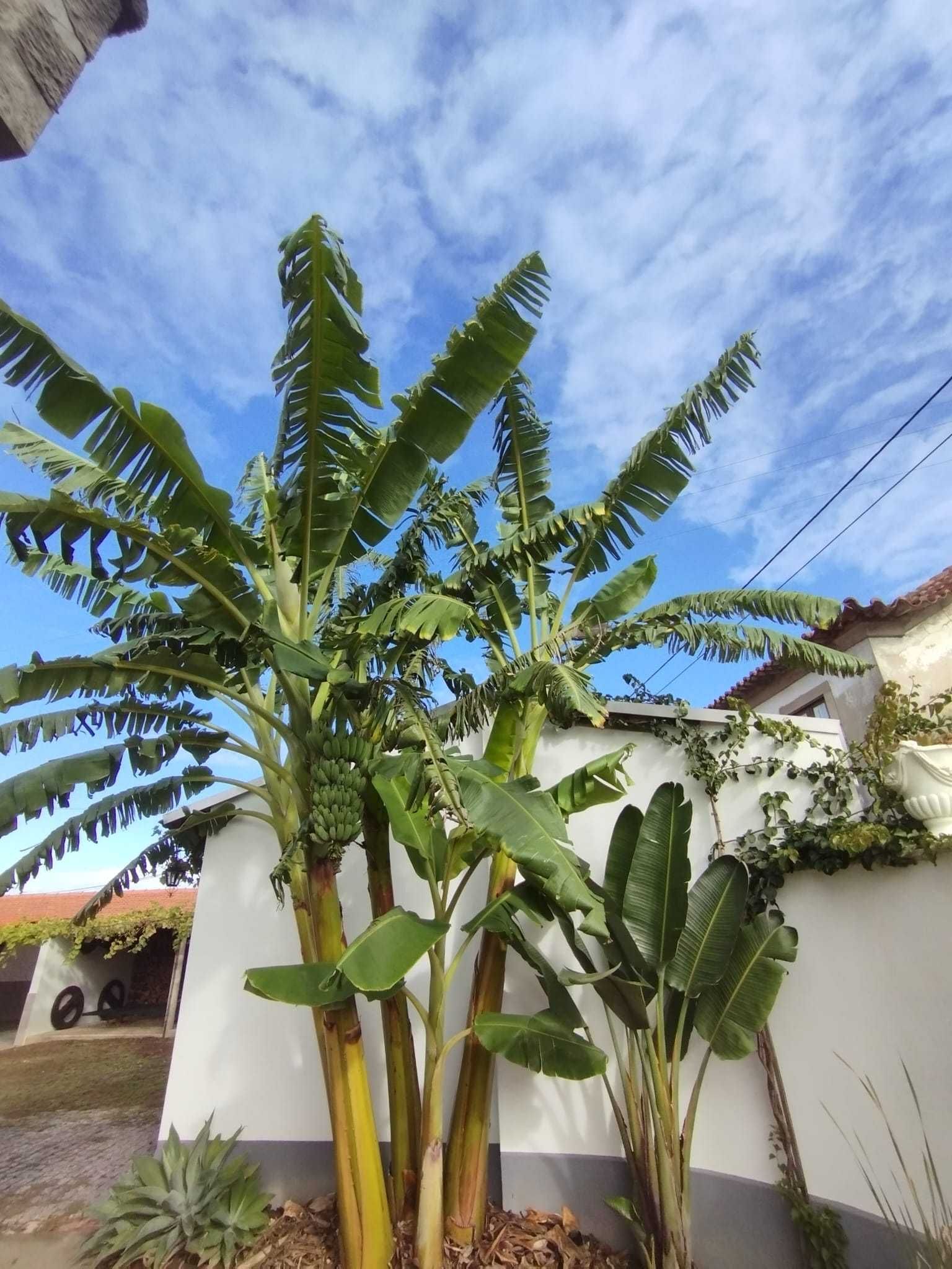 Mudas de Bananeira que dão grandes cachos de Bananas