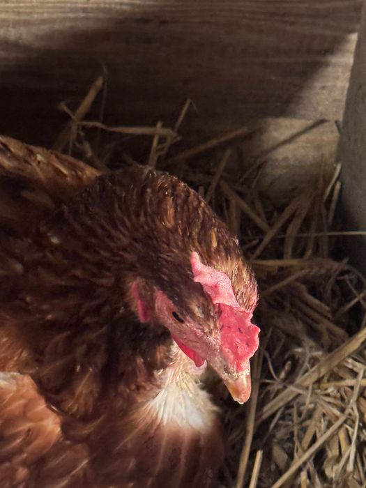 Jajka z wolnego wybiegu