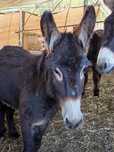 Burro Mirandês Inteiro