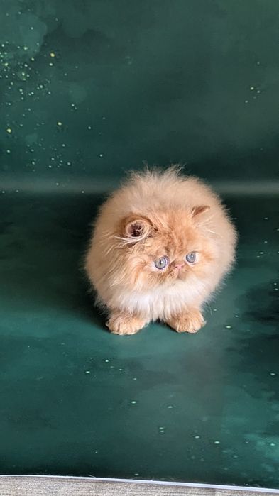 Персидська красуня руда королева