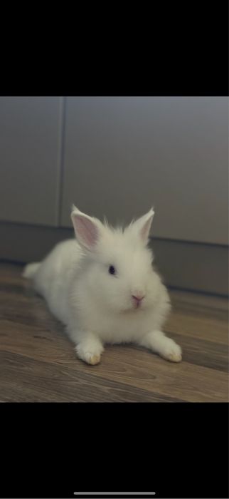 Кролик с клеткой