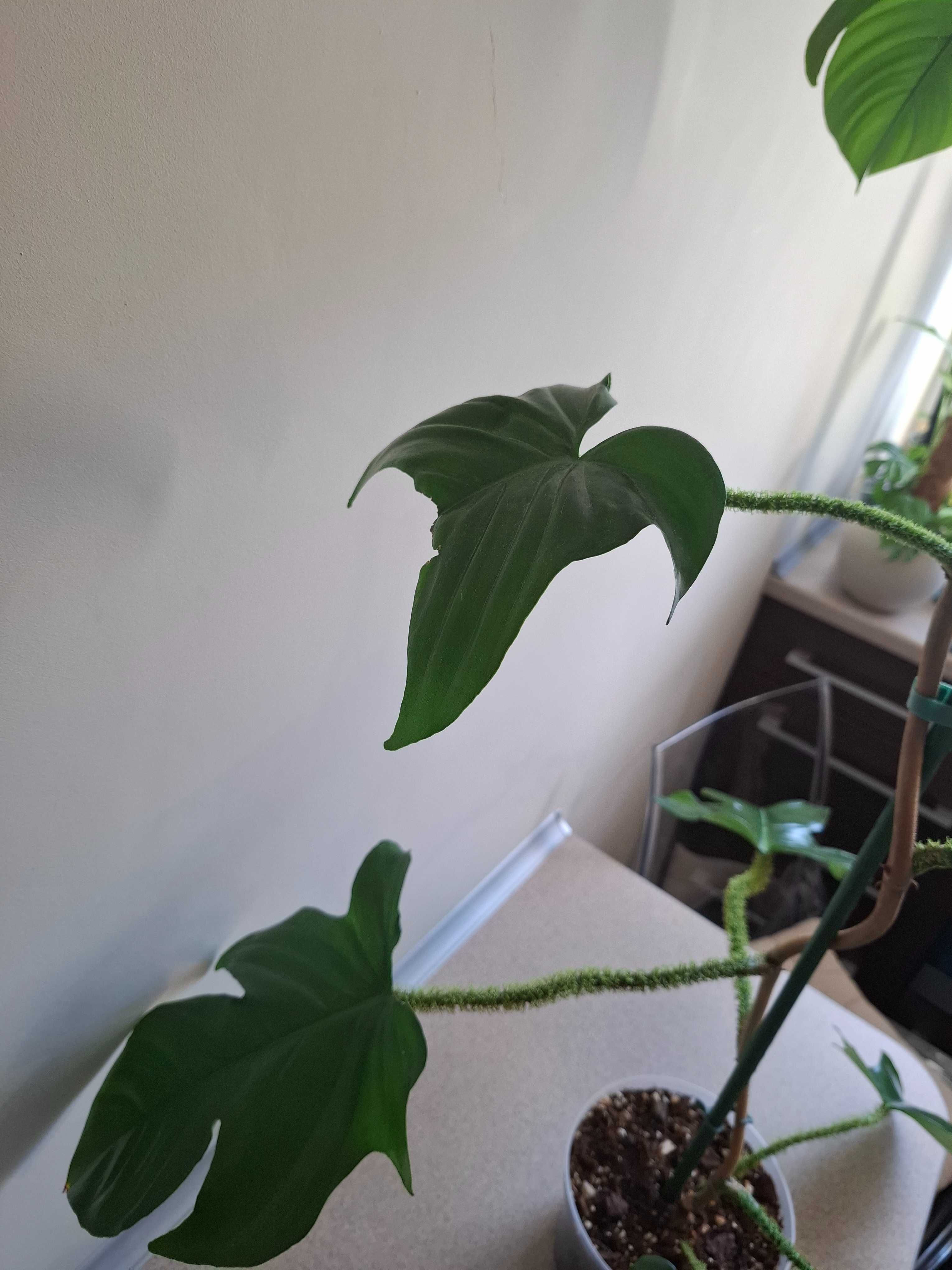 Philodendron squamiferum 160 cm