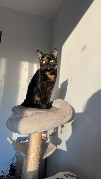 Oddam Kotke w dobre crece