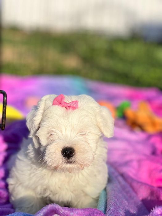 Bichon Maltês linda menina mini branquinha