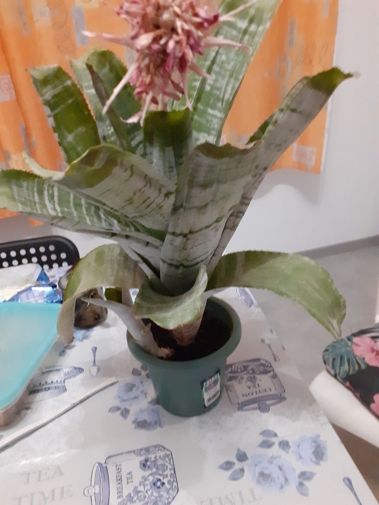 Aechmea wstegowana kwiat  40 zł
