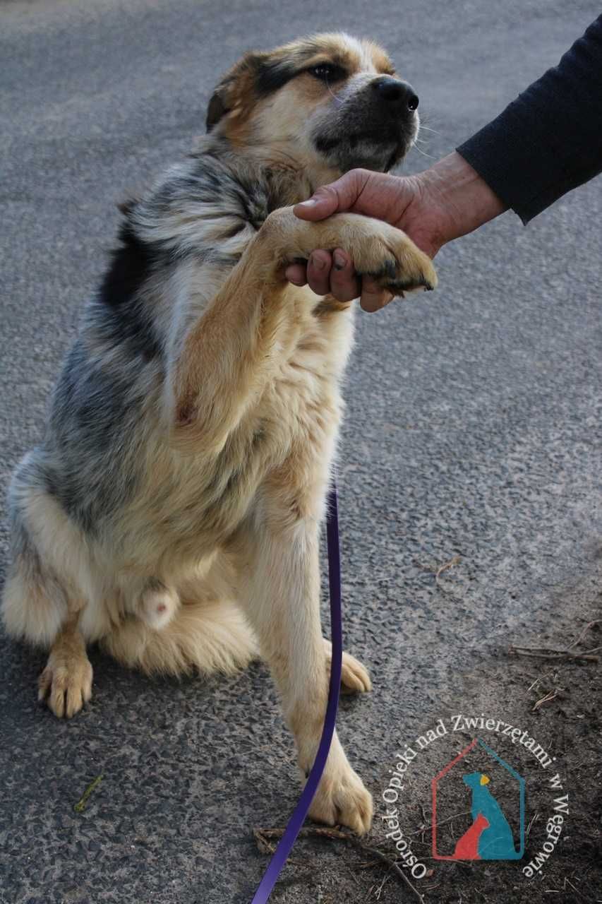 Paku- fajny, kochany psiak szuka domu!