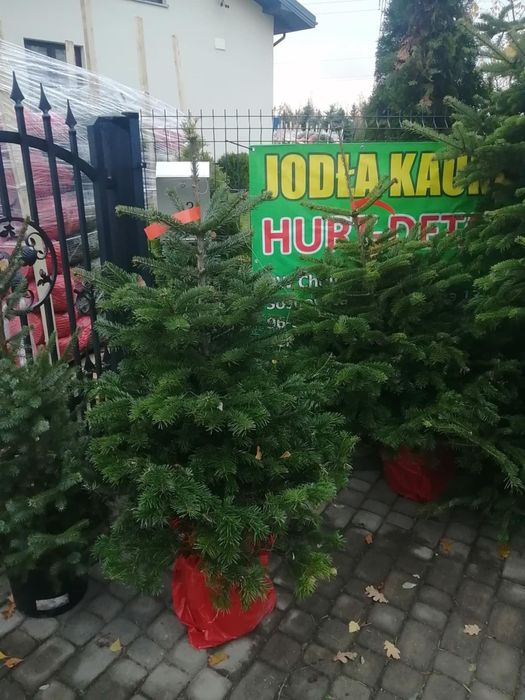 Jodła kaukaska w donicy