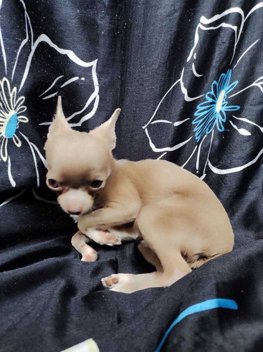 Серо-лиловый щенок чухуа. Очень маленький размер.